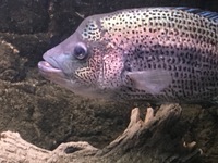 Central American Cichlids For sale