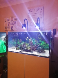 Marine/tropical tank and set up