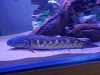 WILD Golden Cobra Snakehead 12inch