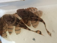 Plecos for Sale L397, L340, L270, L201 , L333.