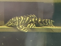 Plecos for Sale L397, L340, L270, L201 , L333.