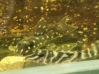 Plecos for Sale L397, L340, L270, L201 , L333.