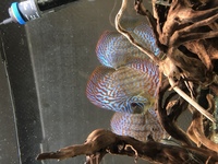 Chens Discus