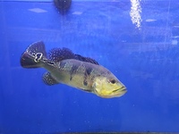 Peacock Bass