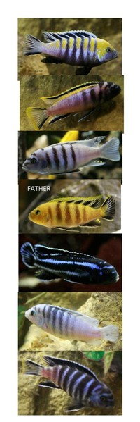 Malawi Juveniles for sale