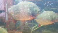 Red belly piranha