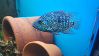 Texas Cichlid