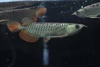 RTG red tail golden Asian arowana fish