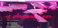 High Back Red Tail Golden Asian Arowana - PLANET AROWANA