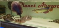 PLANET AROWANA NEW STOCKLIST DECEMBER