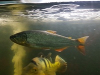 9"-12" golden dorado GREAT fish