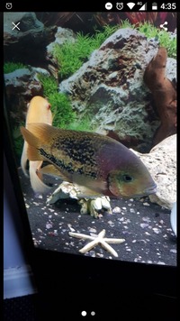 Male veija synspilum cichlid