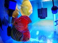 Various discus for sale