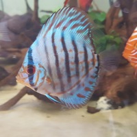 Discus in Leicester