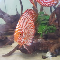 Discus in Leicester