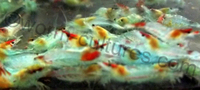 Red & Blue Rili Shrimp ~ Tank bred