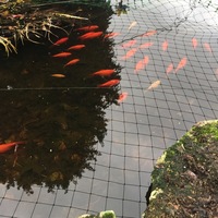 Goldfish and Carp needing a home