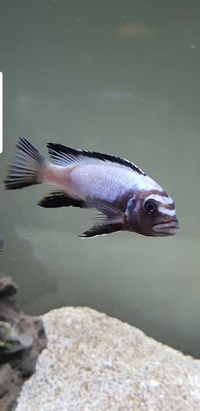 membe deep male 4 inch FREE