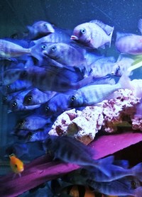 L@@K F1 MOORII DOLPHIN MALAWI CICHLIDS AND OTHER HAPS AND PEACOCKS