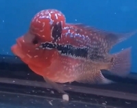 High grade Thai bred flowerhorn , available landed in the uk