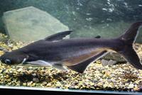 PANGASIUS SHARKS