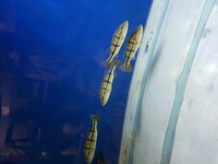 4 azul bass all around 4 inches eating pellets £200