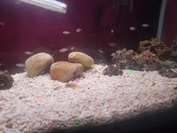 Mbuna cichlid fry