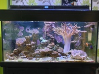 Aquareef 400 full setup