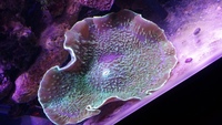 Marine coral