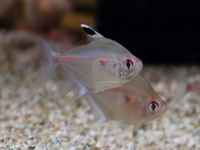 17x Bleeding Heart Tetra (Hyphessobrycon erythrostigma)