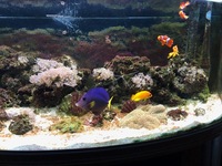 300 Litre Marine aquarium