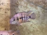 Crytoheros cutteri Cichlid