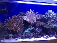 Cleair Aquarium for sale marine set up with all stock inc