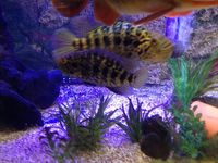 Baby Jaguar Chiclids (2-3INCH)