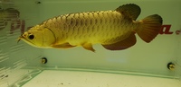 PLANET AROWANA CHRISTMAS SALE