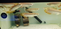 PLANET AROWANA CHRISTMAS SALE