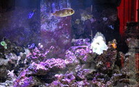 Live Rock Mature aprox 25k £3 per kilo marine tank breakdown fiji SOLD SOLD SOLD SOLD