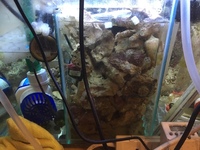 Reduced for sale before 07/04/19 - 40KG of Live Rock