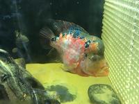 Female flowerhorn