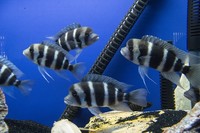 Group of F1 Blue Zaire Frontosa Cichlids