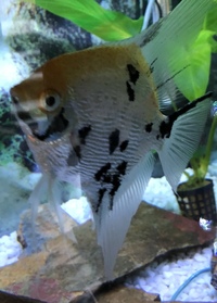 A pair of angel fish