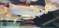 GREEN ASIAN AROWANA - NAMI GREEN AROWANA