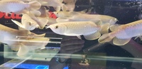 GREEN ASIAN AROWANA - NAMI GREEN AROWANA