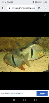 2xBlack Bar Pacu