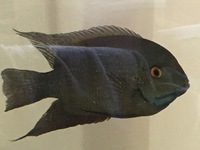 Xl Male Green Severum