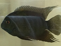 Xl Male Green Severum