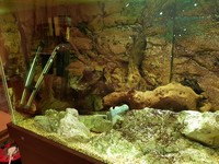 ND Aquatics custom 4.5 foot by 2 foot by 2 foot 500l aquarium set up Inc FX5