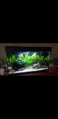 Fluval Roma 125 Litre Aquarium Bundle - £250