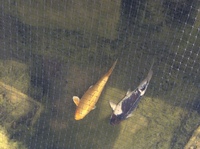 Koi Carp and Pond Equipment For Sale