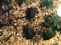 Musk turtles